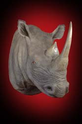 Rhino Black Shoulder Mount - Fibre Glass Replica 1