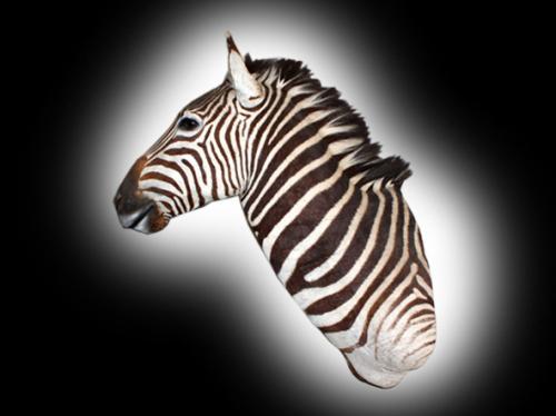 zebra shoulder